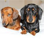 pippa_thesausage