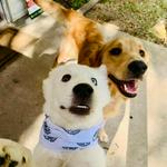 goldenboydallas