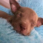 india.thepitbull